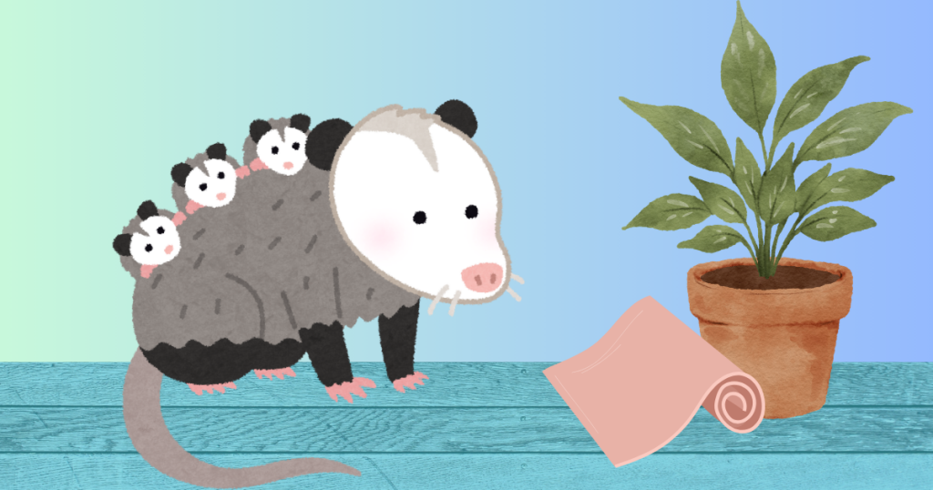 Special Mother’s Day Opossum Yoga