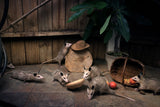 American Possums Canvas