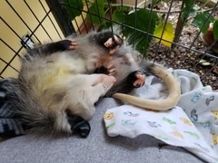 baby_possums_10_240x240