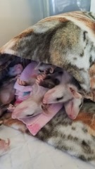 baby_possums_5_240x240