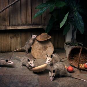American Possums Canvas