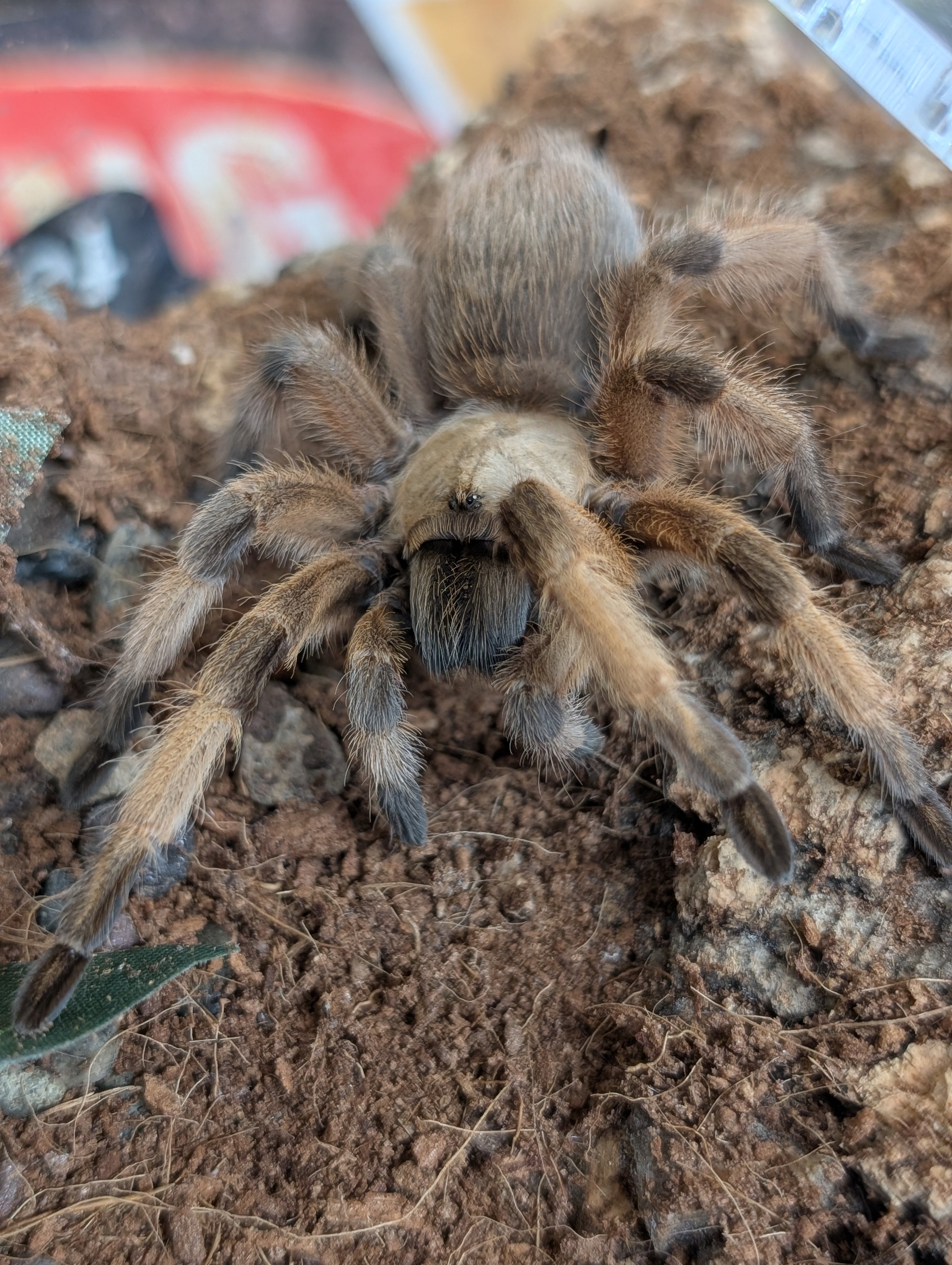 PXL_20250627_185938221.PORTRAIT.ORIGINAL