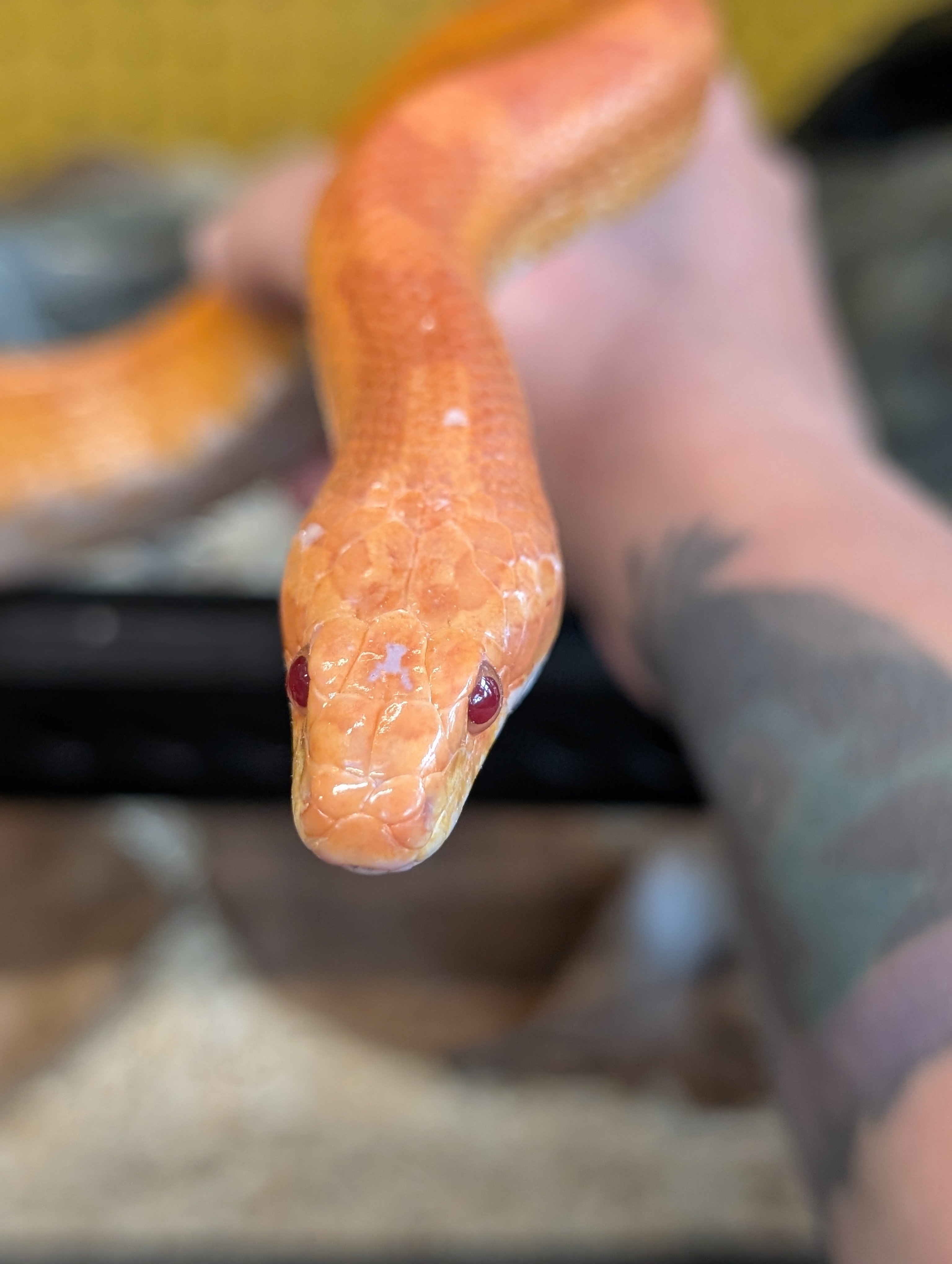 PXL_20250627_190218521.PORTRAIT