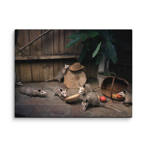 American Possums Canvas