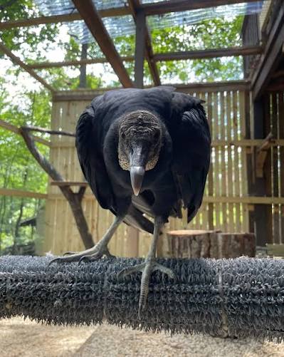Vulture Yoga