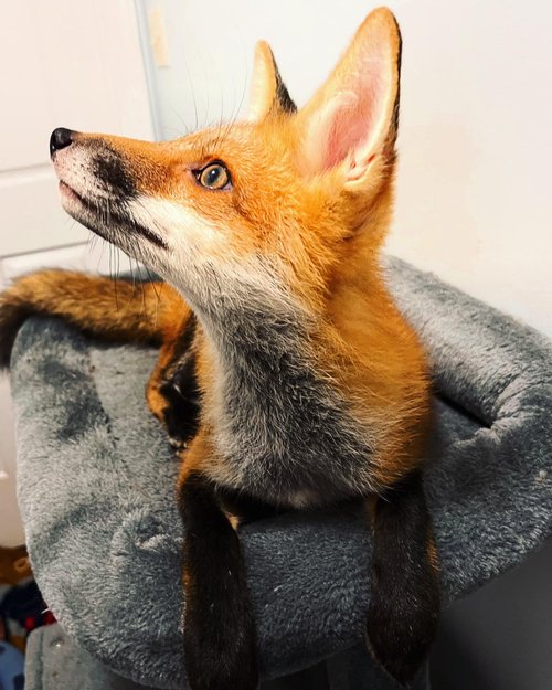 Wild Senses: Hearing