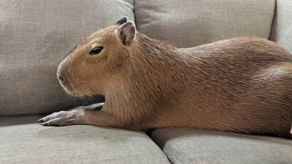 SOLD OUT: Meet and Greet with Yukon Goldie, the Capybara!