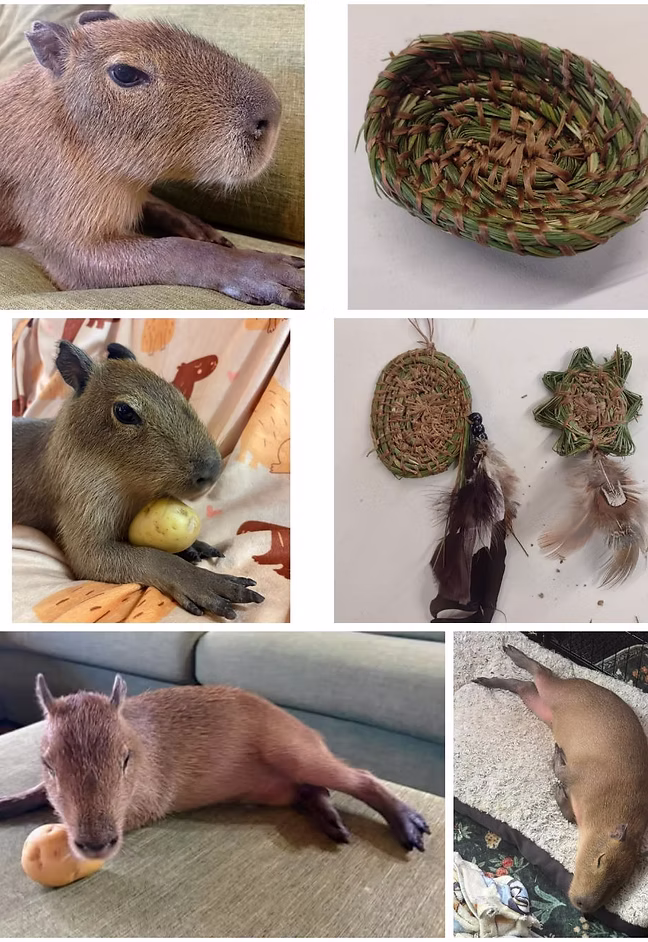 SOLD OUT: Weaving with a Capybara