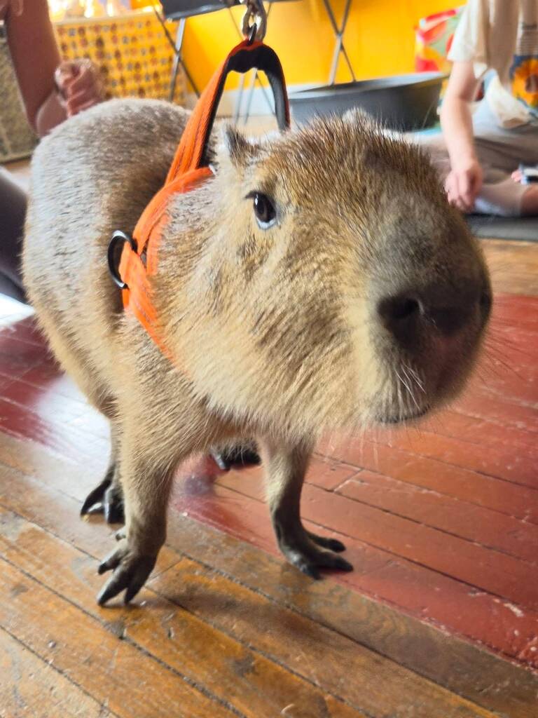 SOLD OUT: Capybara Yoga